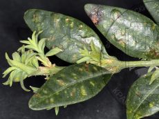 Monarthropalpus buxi  повреждения Buxus